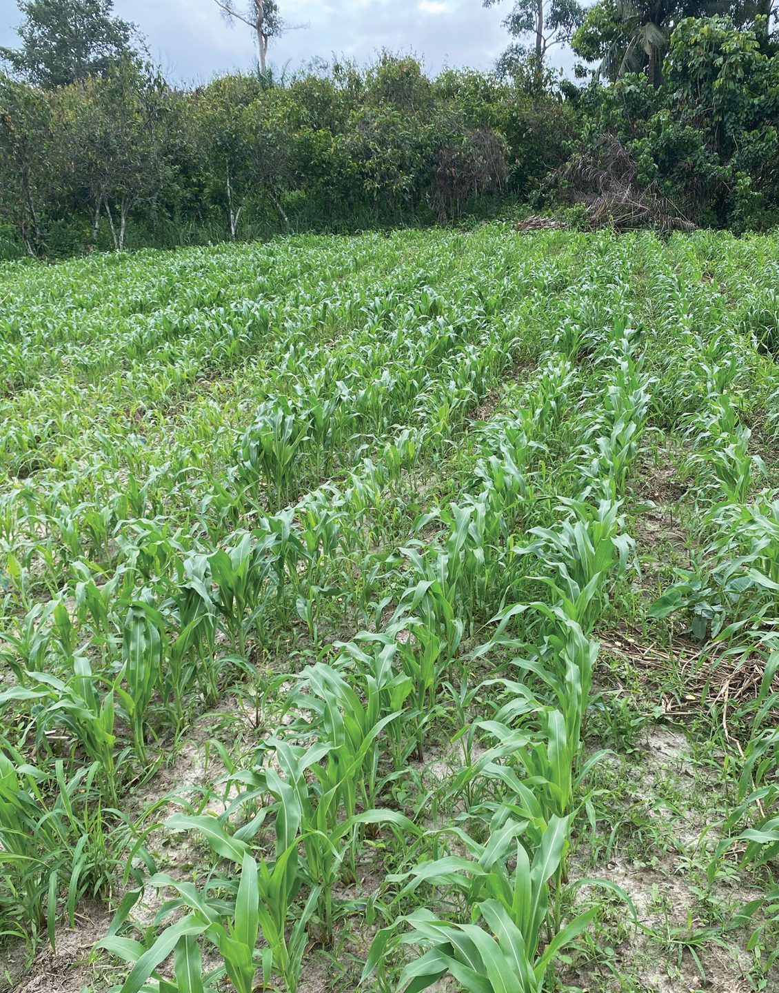 Young maize, main season